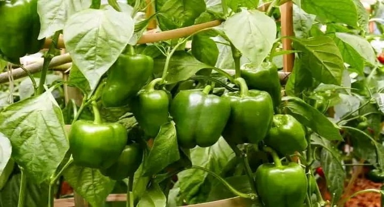 CAPY Centre Agro Pastoral Yeo